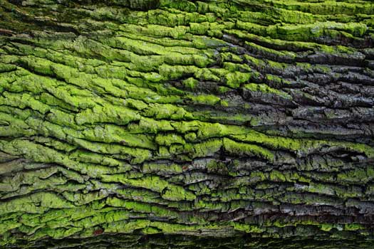 Green bark texture